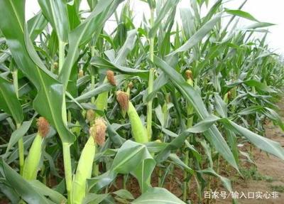 春天是玉米种植的最佳时期,那么在这个时候,应该如何种植呢