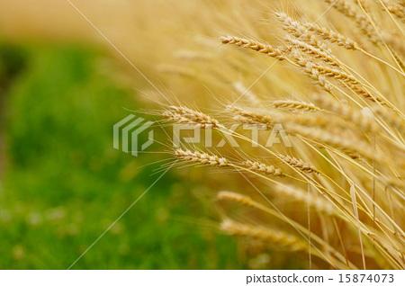 图库照片: 小麦 玉米 谷类